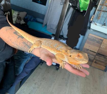 Bartagame mit Terrarium und Zubehör