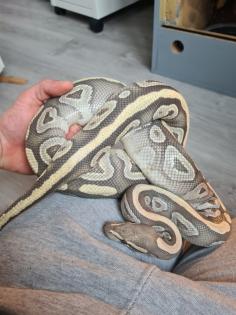 Königspython Hypo/Ghost mit Terrarien
