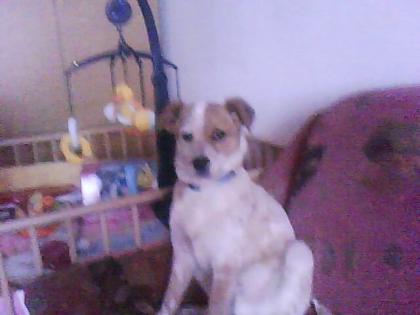 Vrschenke einen ca 12 bis 13 wochen jack rasiger hund