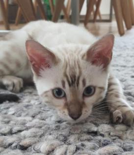 Bengal Kitten snow Katzenbaby seal lynx rosetted tabby