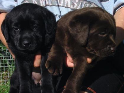 Labradorwelpen aus alter engl. Blutlinie zu verkaufen