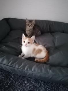 Katzenbabys, Kitten, Katze