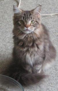 Maine Coon Kätzin - Tabby