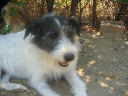 Bonny - Griffon Mixmädchen . ein Hund zum Wohlfühlen