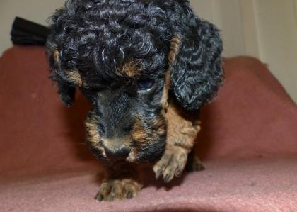 3 süße Kleinpudel Hündinnen, Pudel in Brindle, Black and Tan, Fawn mit Weiß