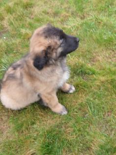 Leonberger x germanischer Bärenhund Welpe Hündin