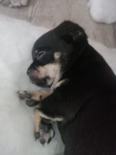 Typvolle Chihuahua Welpen mit Ahnentafel