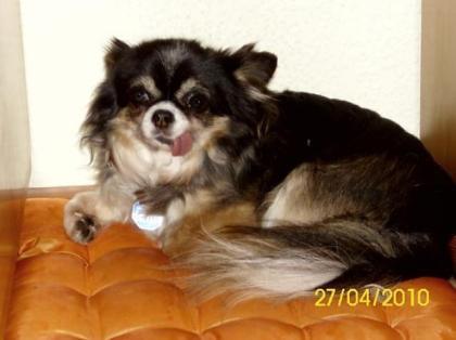 Chihuahua Senioren