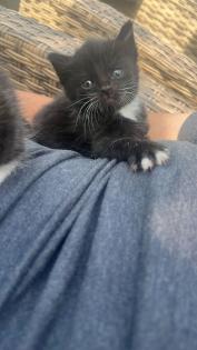 4 maine coon mix kätzchen