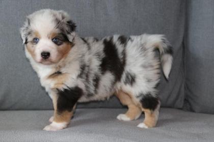Australian Shepherd Welpen
