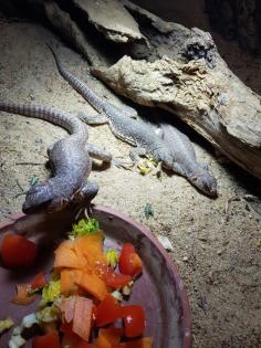 2. 1 Wüstenleguane Dipsosaurus dorsalis