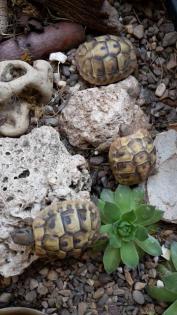 Griechische Landschildkröten 1-jährig