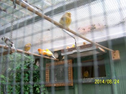 Schöne Farbkanarienvögel