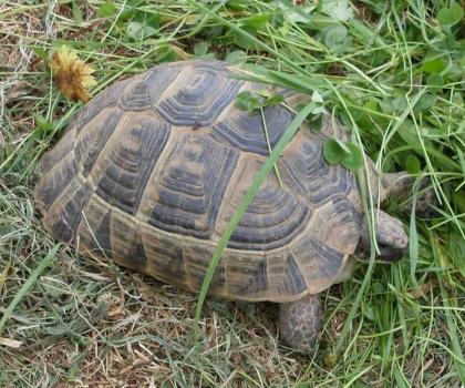 Maurische Landschildkröten, Testudo graeca ibera eigene Nachzuchten von 2023, 22, 21 und 20.