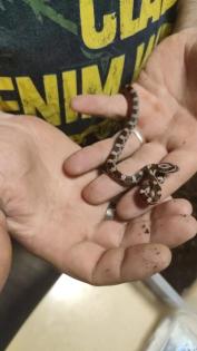 Kornnatterbabys 6/2021