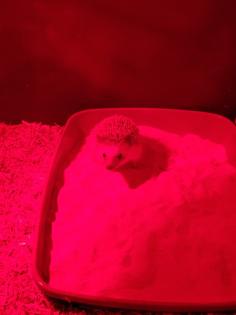 Weißbauchigel Weibchen 1Jahr zu verkaufen