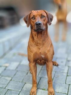 Rhodesian Ridgeback Welpen Mai 2023 vom Züchter