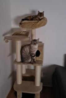 Bengal Katze und Kater