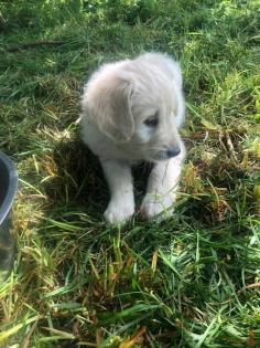 Goldendoodle, Welpen, Allergiker geeignet
