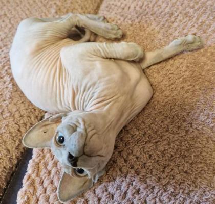 Sphynx Mädchen mit blauen Augen