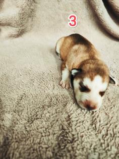 Sibirian Husky Welpen