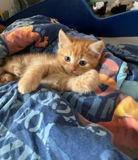 Siam-Perser-Mix Katzenwelpen