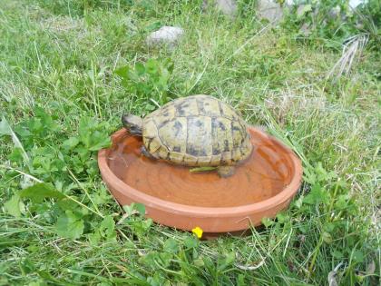 Griechische Landschildkröten THB, robuste Ostrasse, Nachzuchten aus 2020, 2021 und 2022