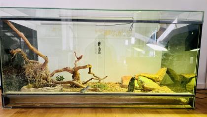 Terrarium mit Halsbandleguan w
