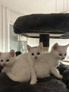 Türkisch angora Kitten