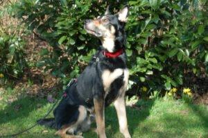 SKYLO - männlich 5 Jahre 58 cm 19 kg Mix Gechipt Nicht kastriert