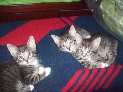 Katzenkinder abzugeben