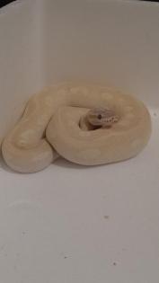 VB Königspython W blue-eyed leucistic pastell mojave/crystal