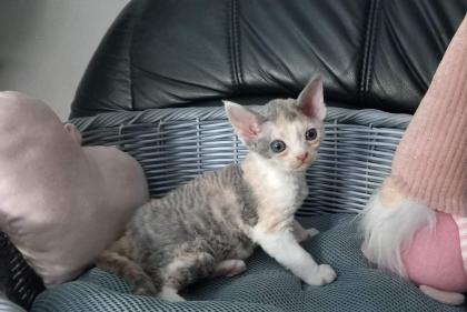 Cattery of Lovely Rascals