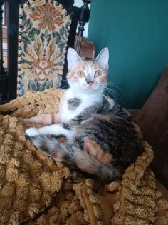 Dreifarbige, liebe 10 monate junge Katze abzugeben