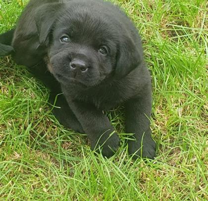 Labradorwelpen suchen ein Zuhause