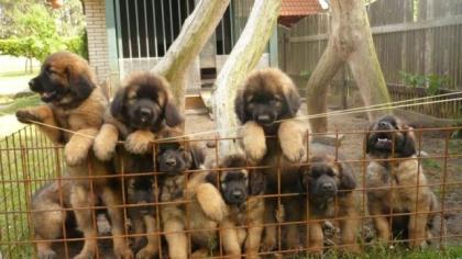 Leonberger Welpen