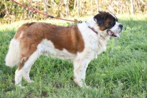 MIKI - männlich 7 Jahre 75 cm 47 kg Bernhardiner Kastriert