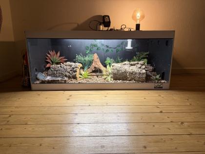 Kornnatter mit Terrarium abzugeben
