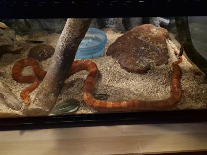 Drei Kornnattern ungefähr 2 Jahre alt. Mit Terrarium und Technik