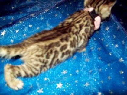 Atemberaubende Bengal Kitten Zucht Liebhabertiere