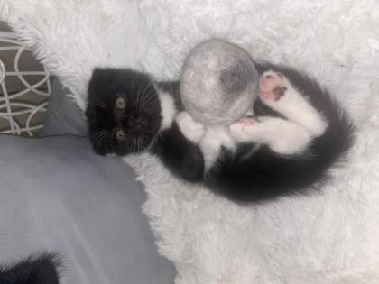 Scottish Fould kitten