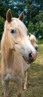 Tiroler Haflinger Wallach und Stute