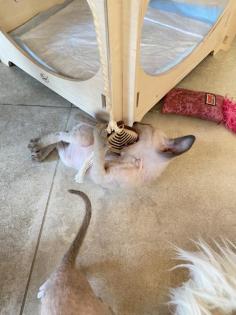 Peterbald Kitten suchen ein schönes Zuhause