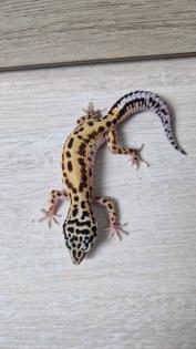 3 Leopardgecko 0. 0. 3 zu verkaufen