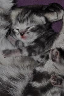 BKH silver tabby classik Kitten mit klasse Stambaum
