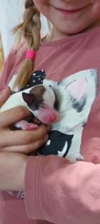 Jack Russel Terrier Welpen