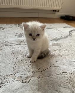 Abgabe bereite BKH blue point kitten Nur 1 männlich übrig