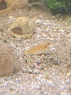 Neolamprologus ocellatus gold Tanganjikasee Schneckenbuntbarsch