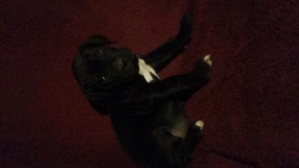 Doggenmix Welpen suchen neuen Liebevollen Besitzer