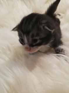 Reinrassige Norwegerkitten mit Ahnentafel